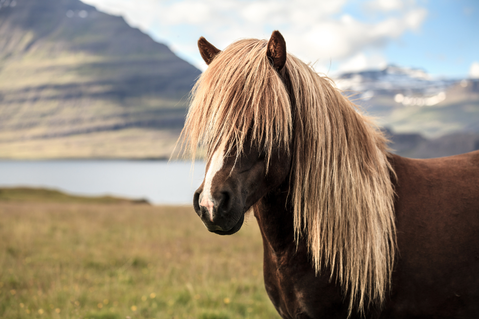 horse riding therapy